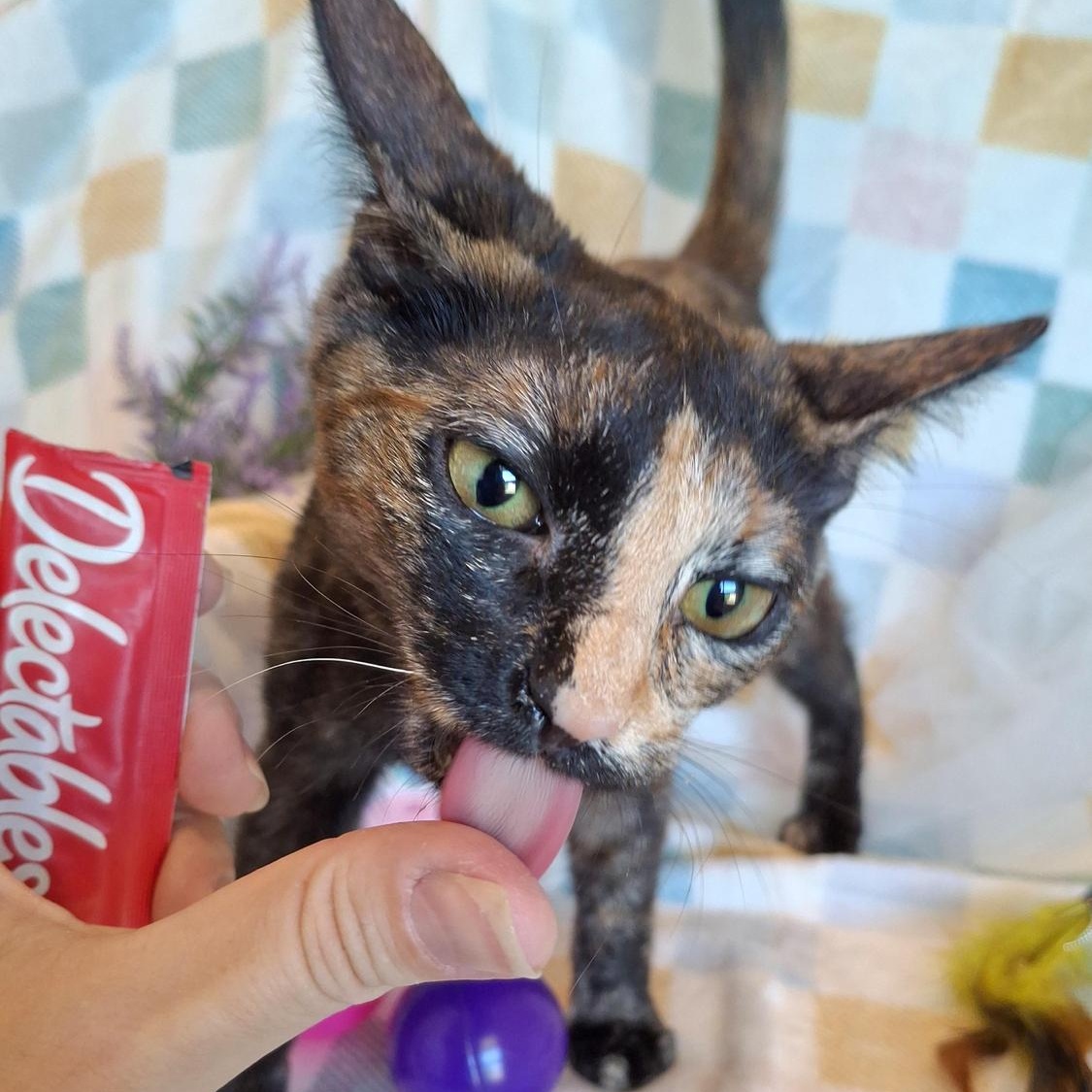 Omelette, a Adoptable Domestic Short Hair in Santa Ana, CA image 4/5