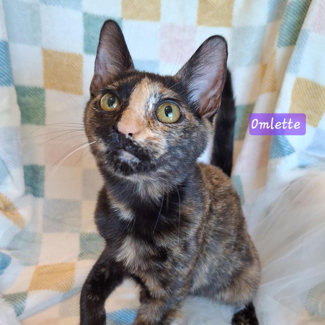 Omelette, a Adoptable Domestic Short Hair in Santa Ana, CA image 3/5