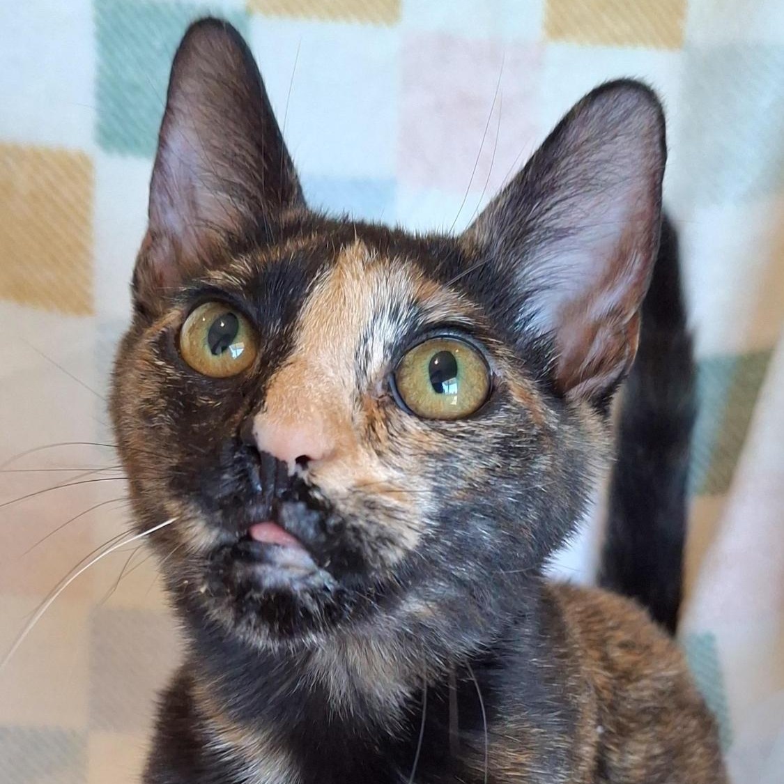 Omelette, Adoptable, Young Female Domestic Short Hair.