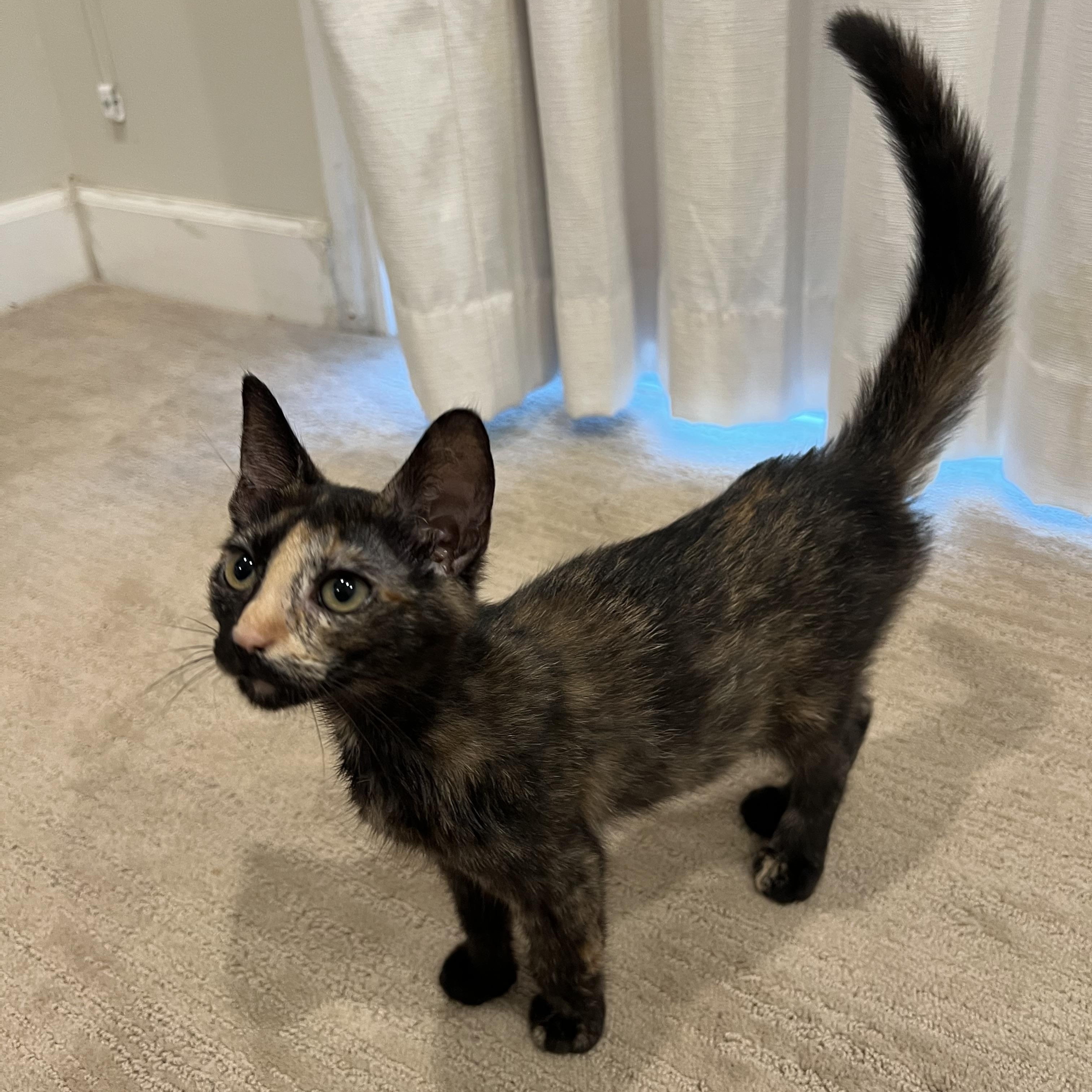 Omelette, a Adoptable Domestic Short Hair in Santa Ana, CA image 5/5