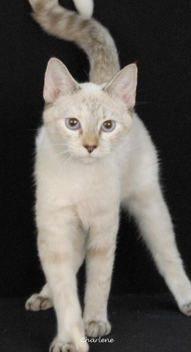 Enlarge Fidget Spinner, a Adoptable mixed breed in Newland, NC image 1/1