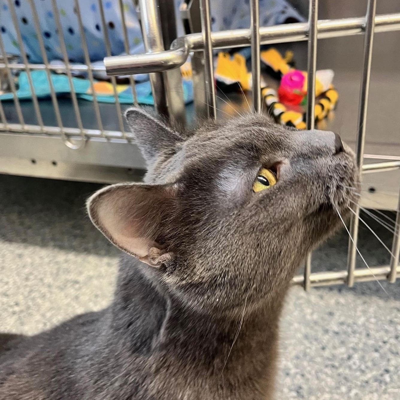 Jacob, a Adoptable American Shorthair in Scituate, MA image 4/5