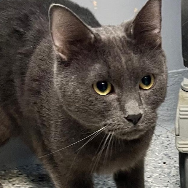 Jacob, a Adoptable American Shorthair in Scituate, MA image 5/5