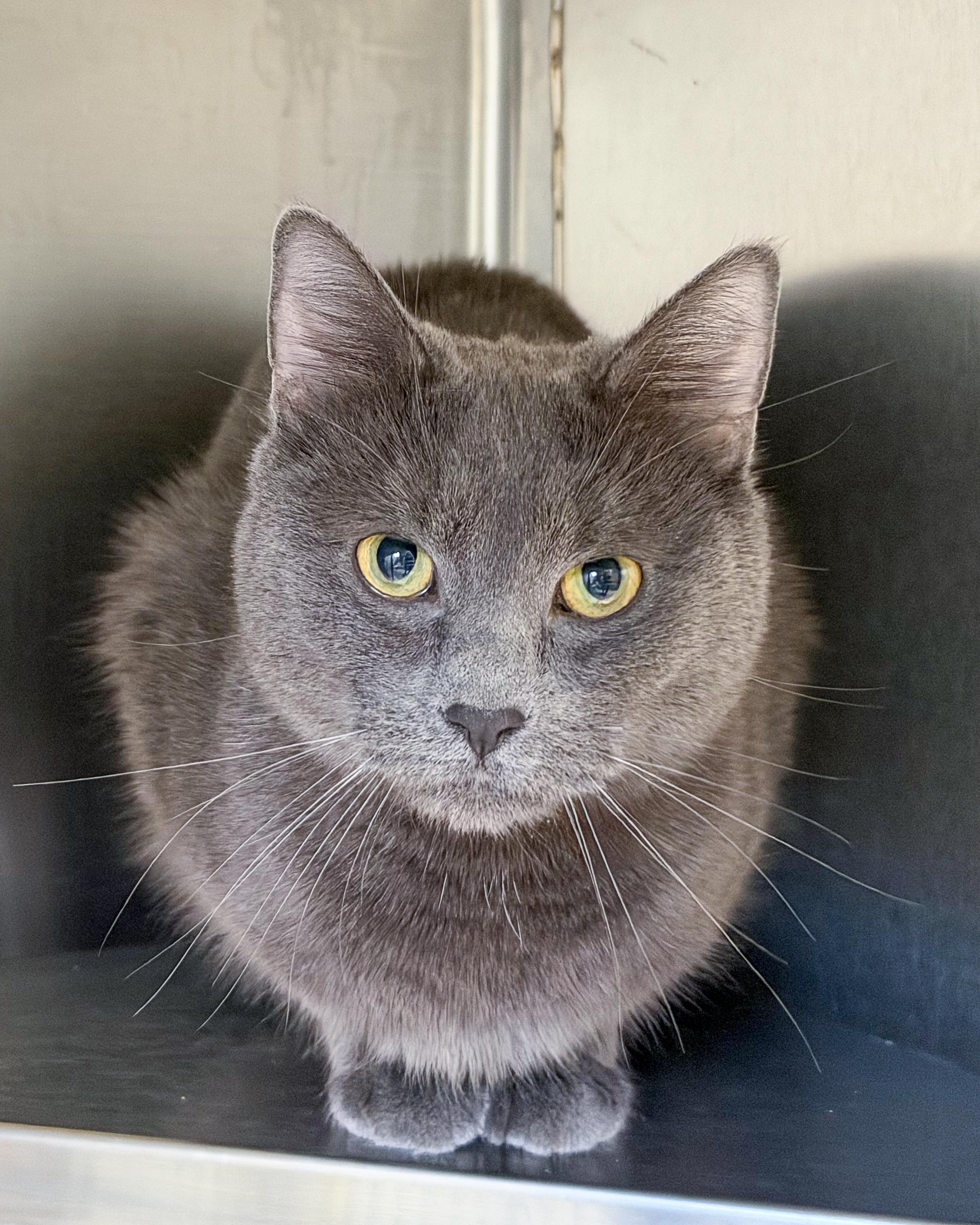 Jacob, Adoptable, Adult Male American Shorthair.