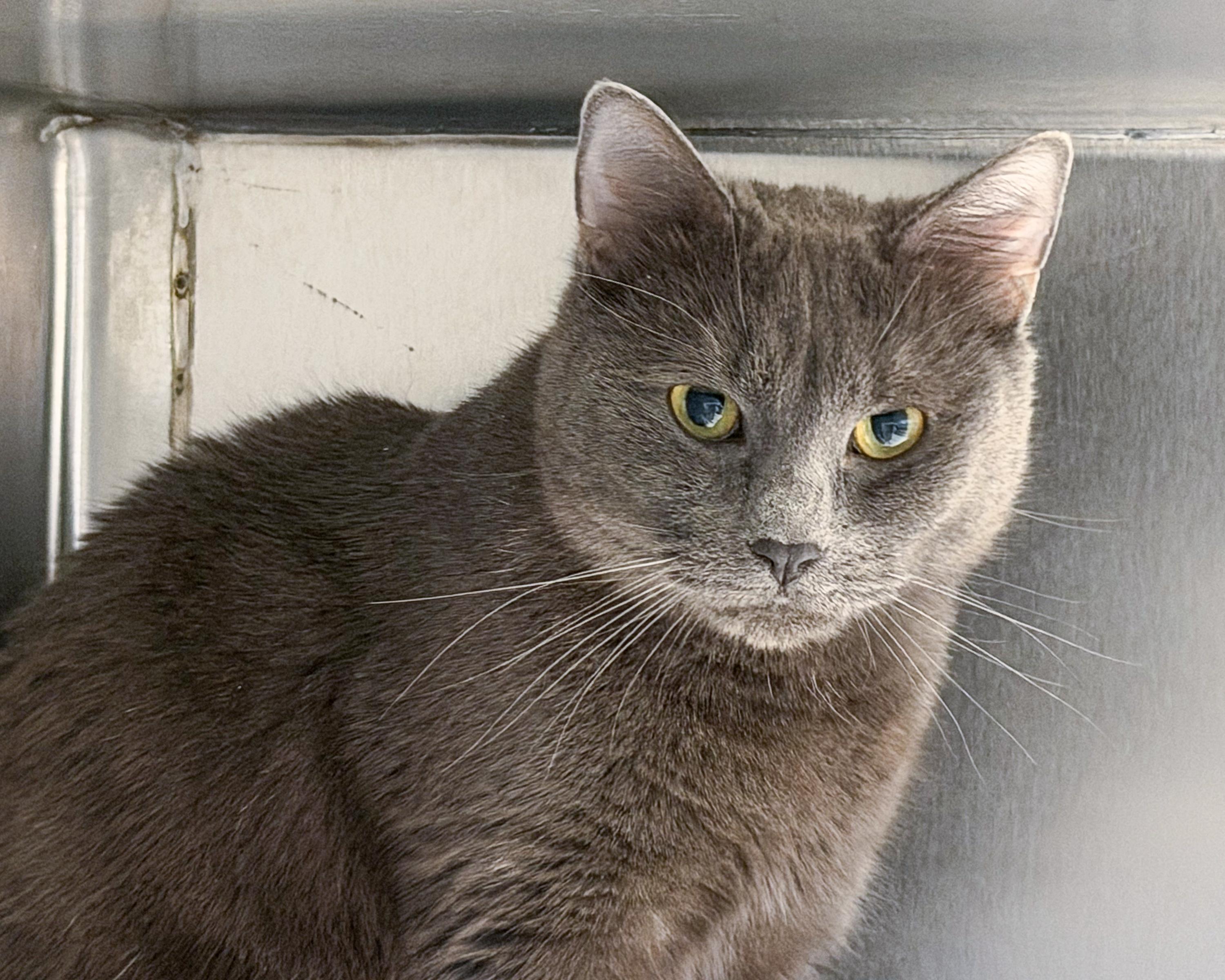 Jacob, a Adoptable American Shorthair in Scituate, MA image 3/5