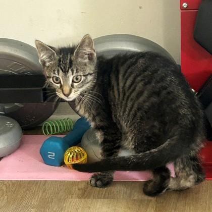 Enlarge Gertrude (Bashful Buddy), a Adoptable mixed breed in Wheaton, IL image 1/3