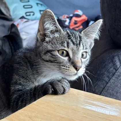 Enlarge Gertrude (Bashful Buddy), a Adoptable mixed breed in Wheaton, IL image 2/3