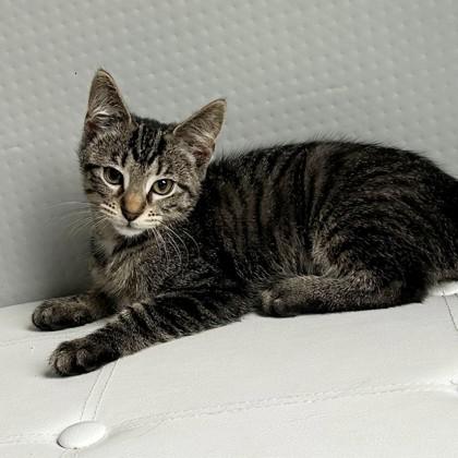 Enlarge Gertrude (Bashful Buddy), a Adoptable mixed breed in Wheaton, IL image 3/3