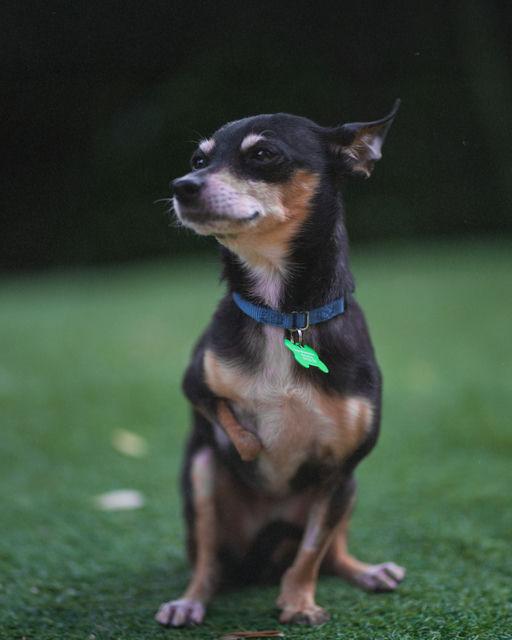 Enlarge Minda, an adoptable mixed breed in Los Angeles, CA image 5/6