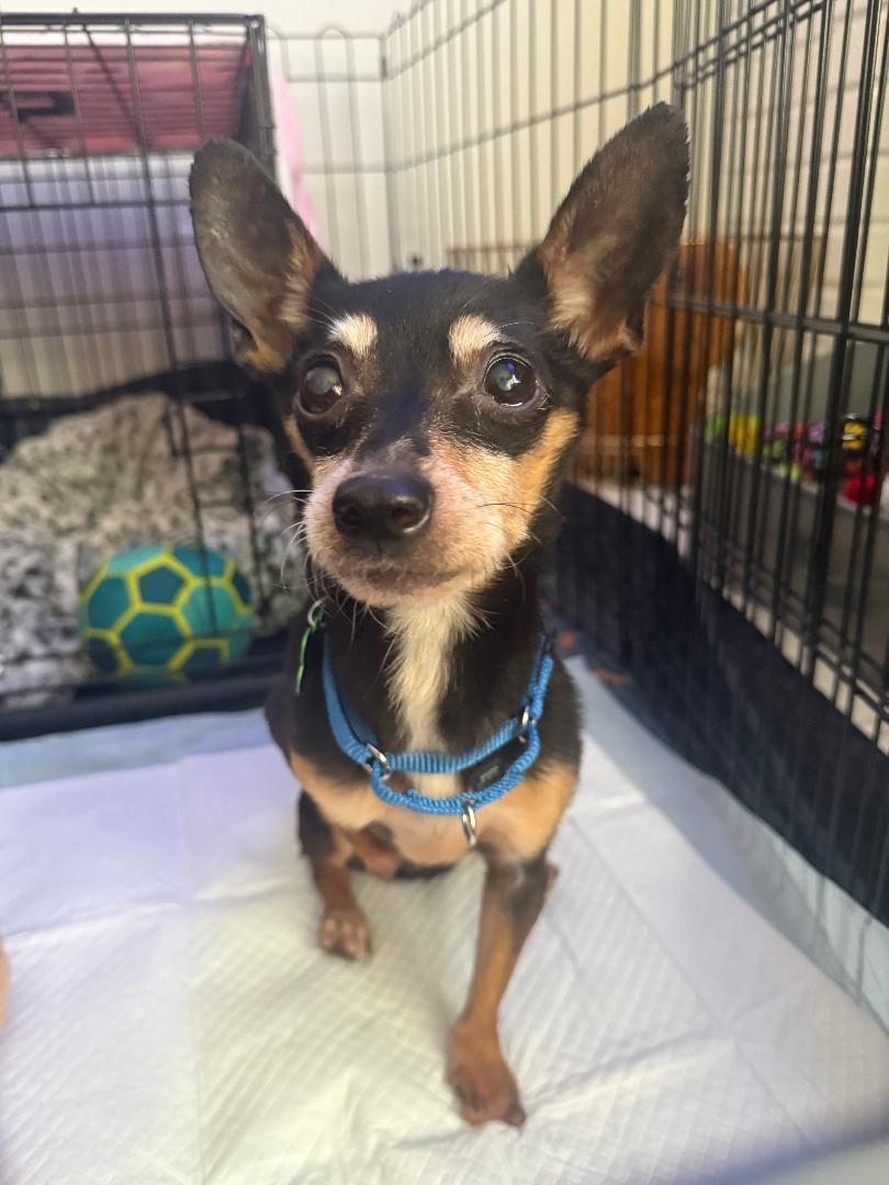Enlarge Minda, an adoptable mixed breed in Los Angeles, CA image 1/1