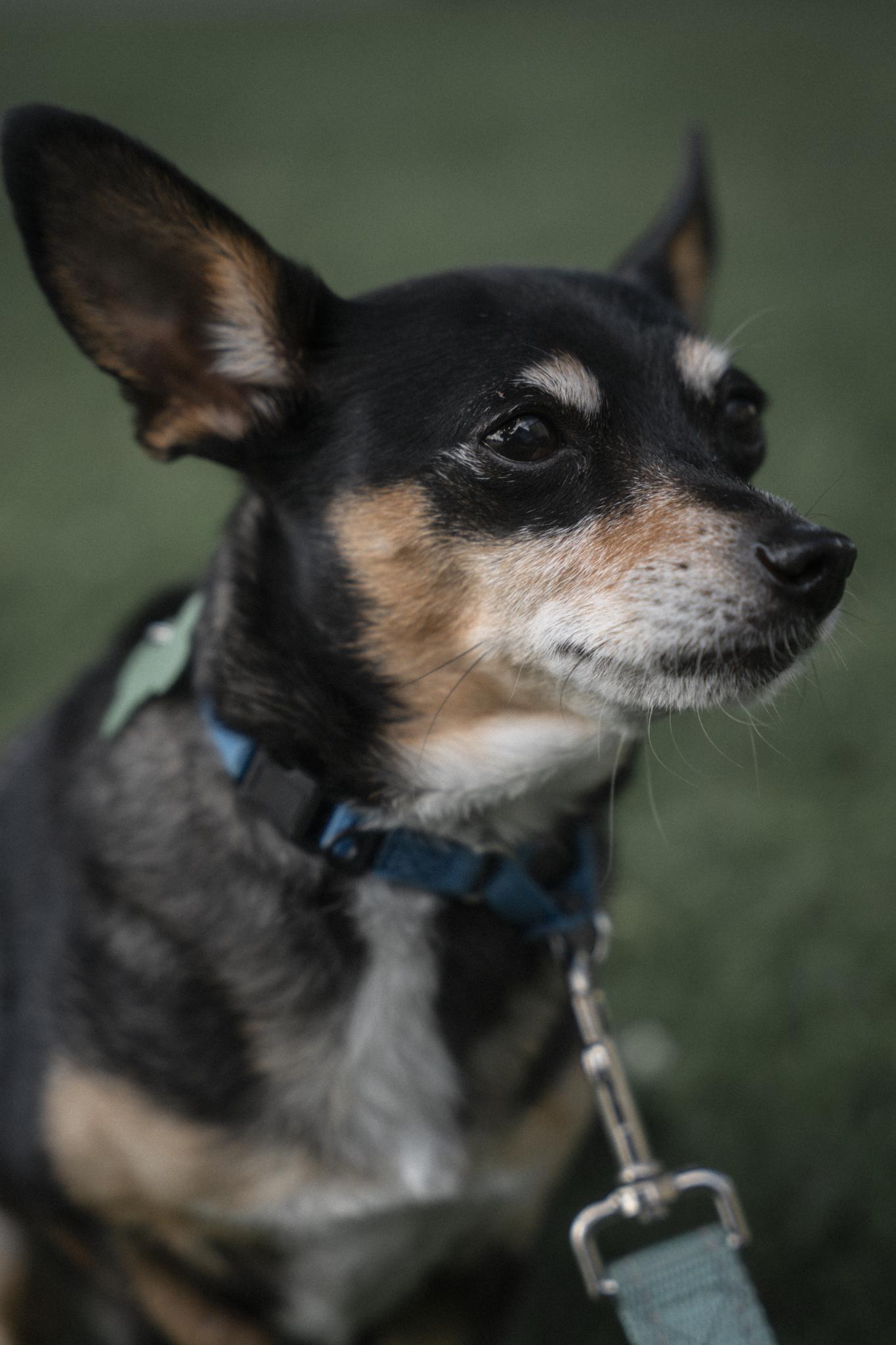 Enlarge Minda, an adoptable mixed breed in Los Angeles, CA image 6/6