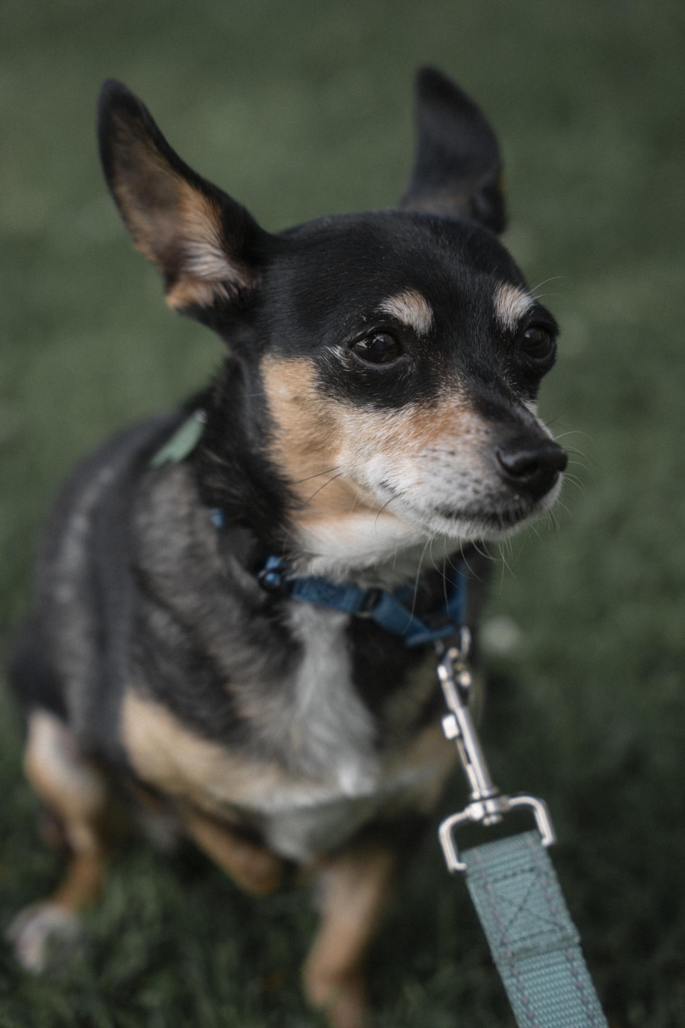 Minda, adoptable, Young Female Chihuahua.