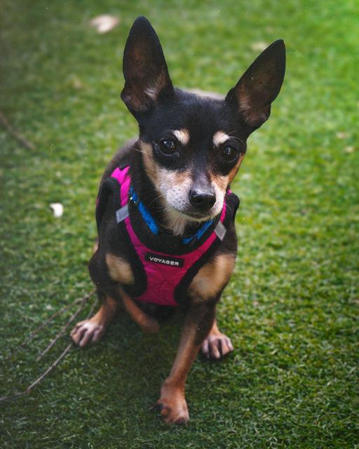 Enlarge Minda, an adoptable mixed breed in Los Angeles, CA image 4/6