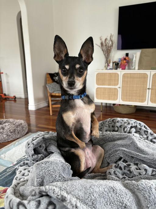 Enlarge Minda, an adoptable mixed breed in Los Angeles, CA image 2/6