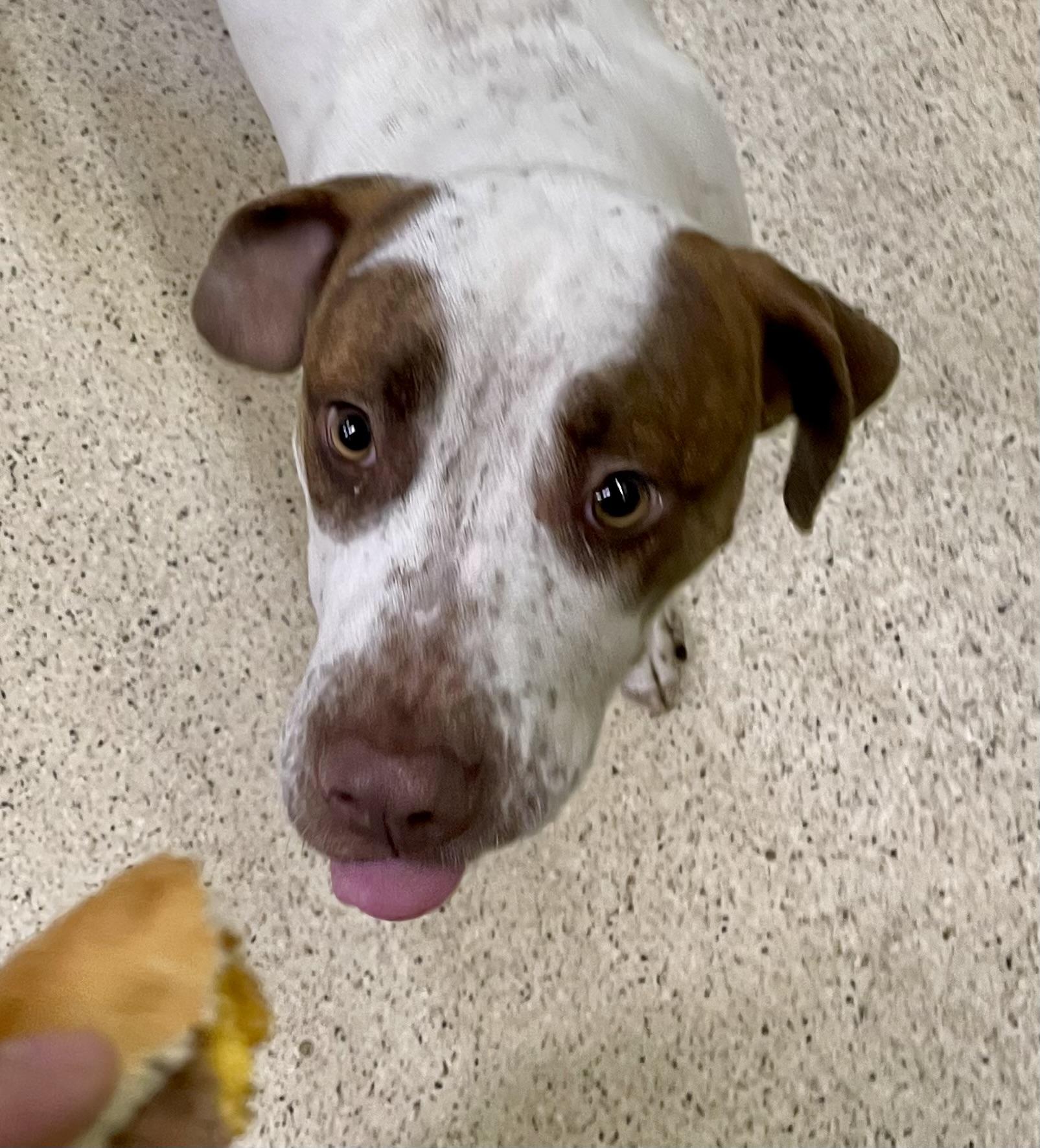 Enlarge Howie Mandel, an adoptable mixed breed in Muncie, IN image 2/6