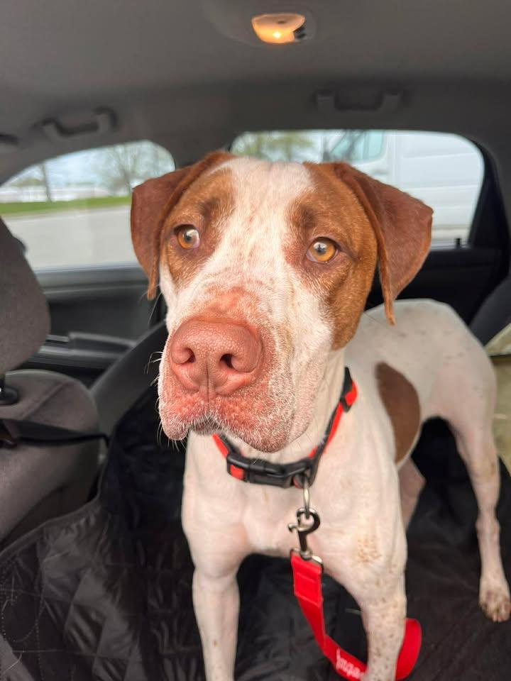 Enlarge Howie Mandel, an adoptable mixed breed in Muncie, IN image 2/6