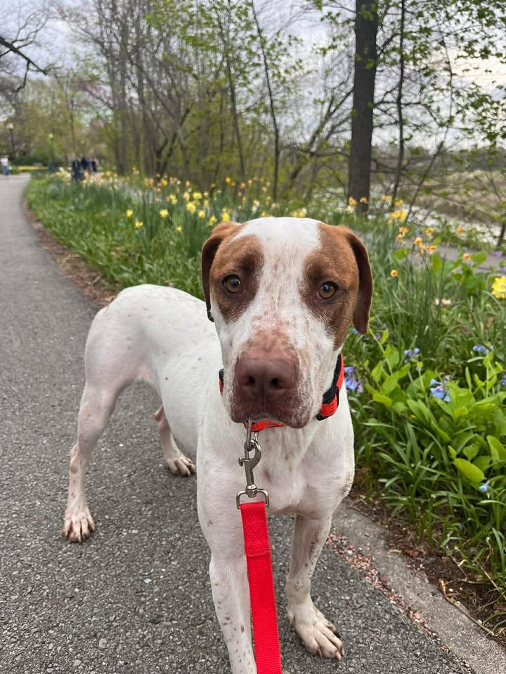 Enlarge Howie Mandel, an adoptable mixed breed in Muncie, IN image 1/6