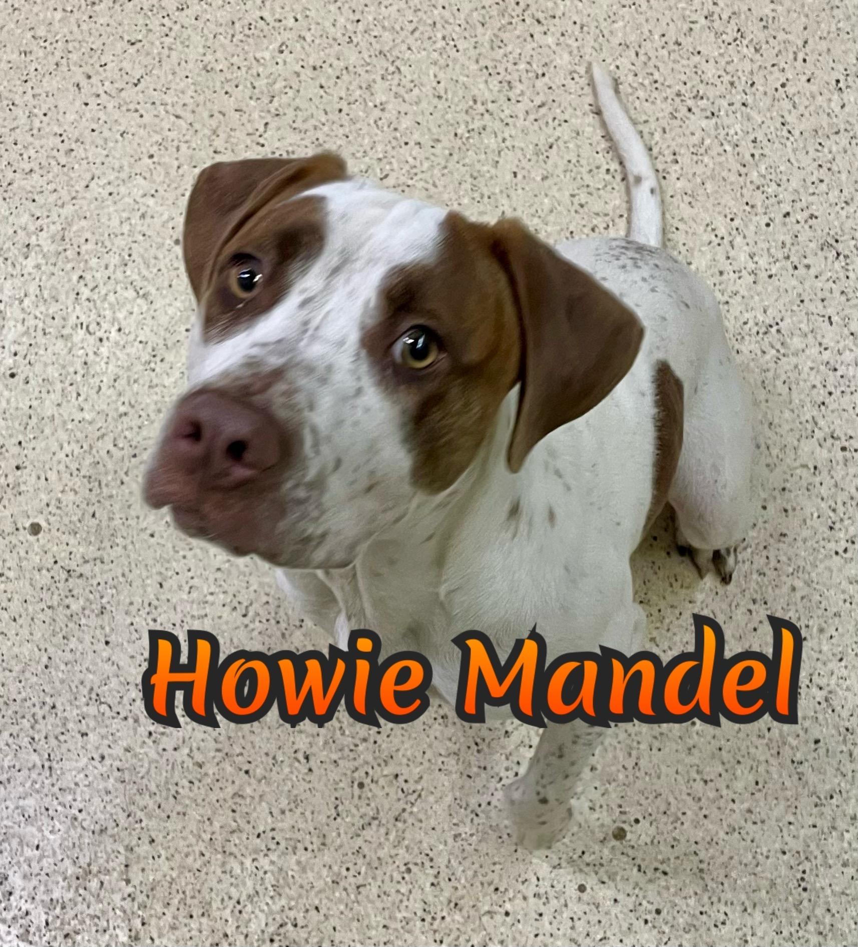 Enlarge Howie Mandel, an adoptable mixed breed in Muncie, IN image 1/6