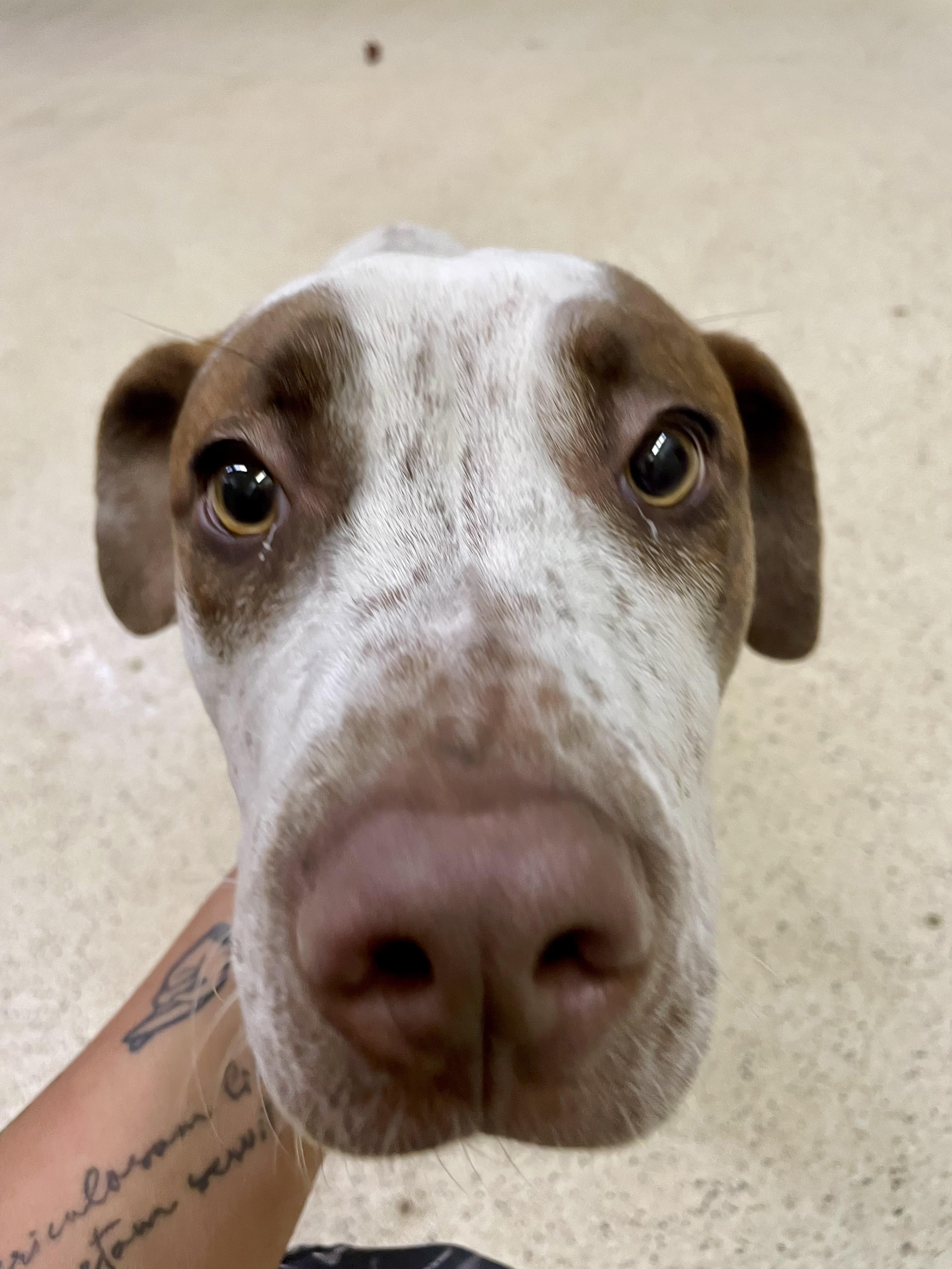 Enlarge Howie Mandel, an adoptable mixed breed in Muncie, IN image 3/6