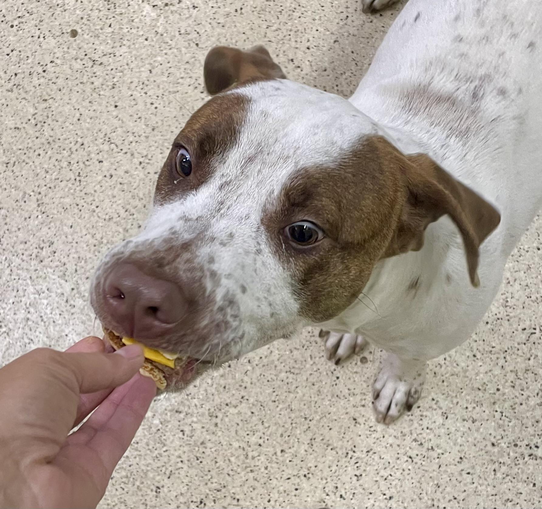 Enlarge Howie Mandel, an adoptable mixed breed in Muncie, IN image 4/6