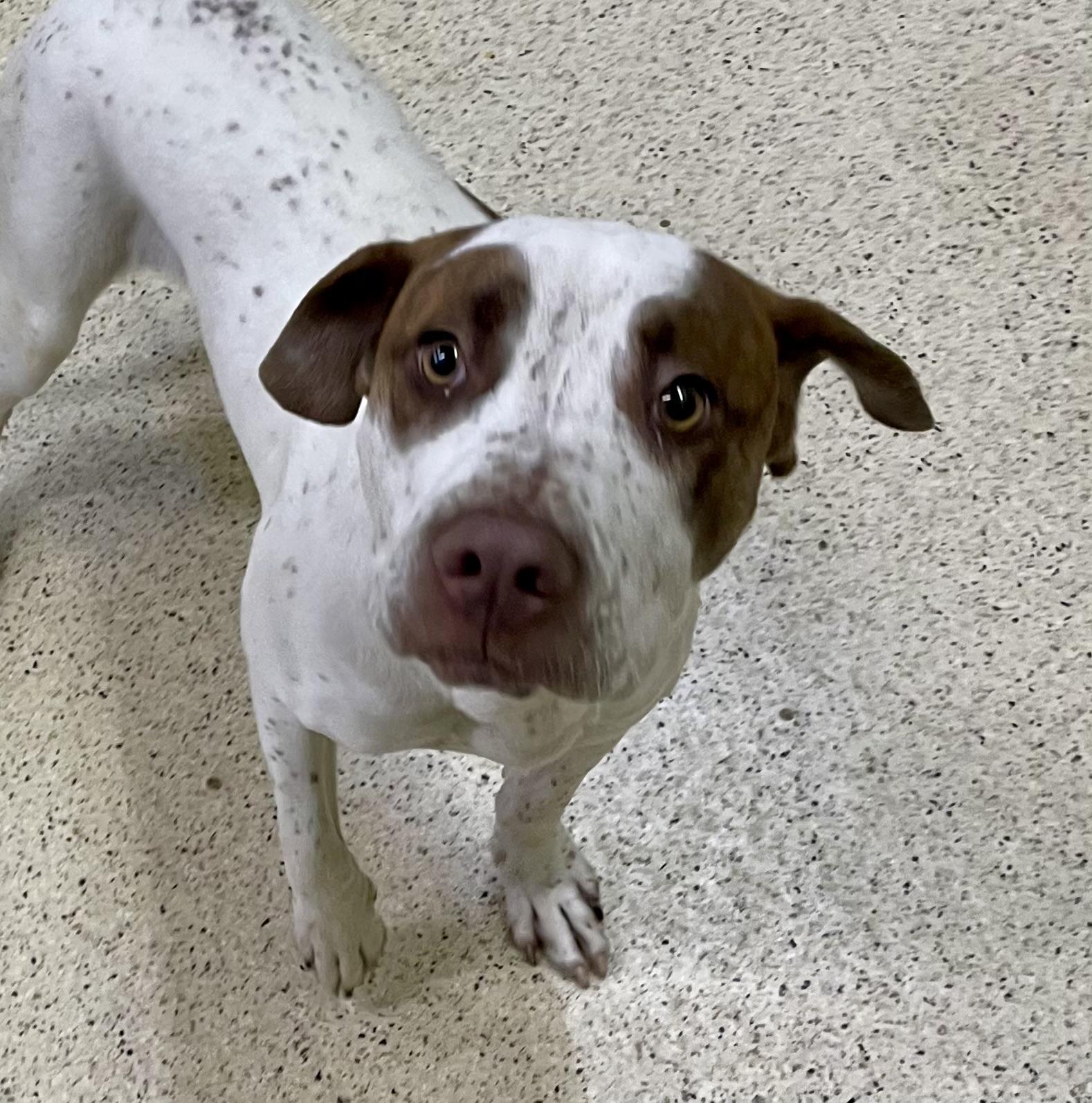 Enlarge Howie Mandel, an adoptable mixed breed in Muncie, IN image 5/6
