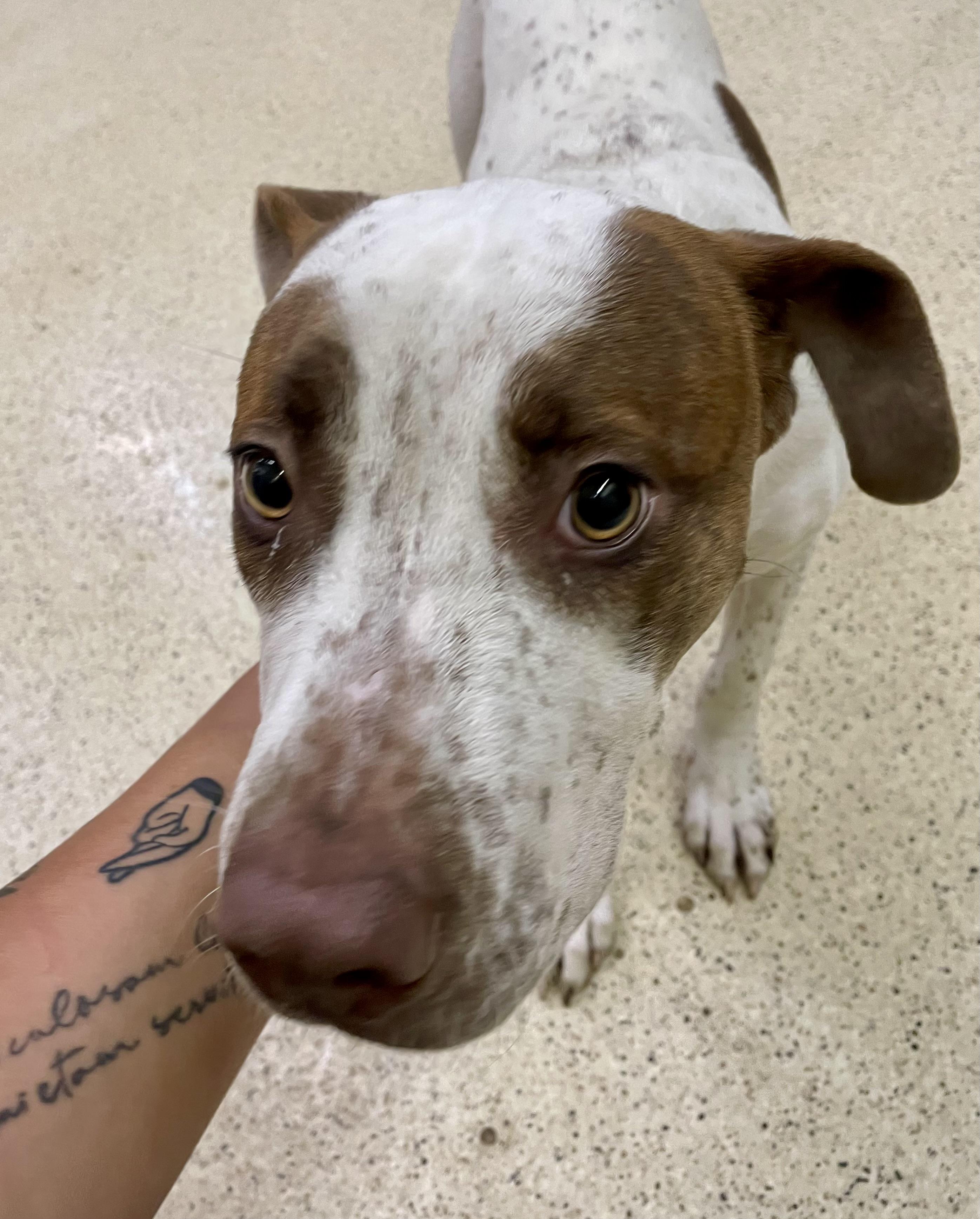 Enlarge Howie Mandel, an adoptable mixed breed in Muncie, IN image 6/6