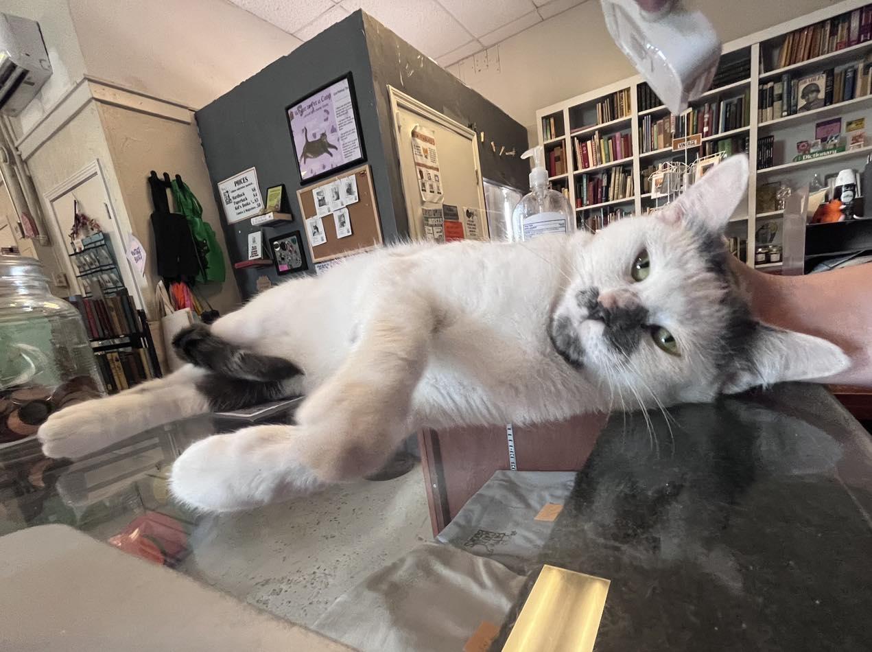 Enlarge Éclair @ Fat Cat Books, an adopted Domestic Short Hair in Tallahassee, FL image 6/6