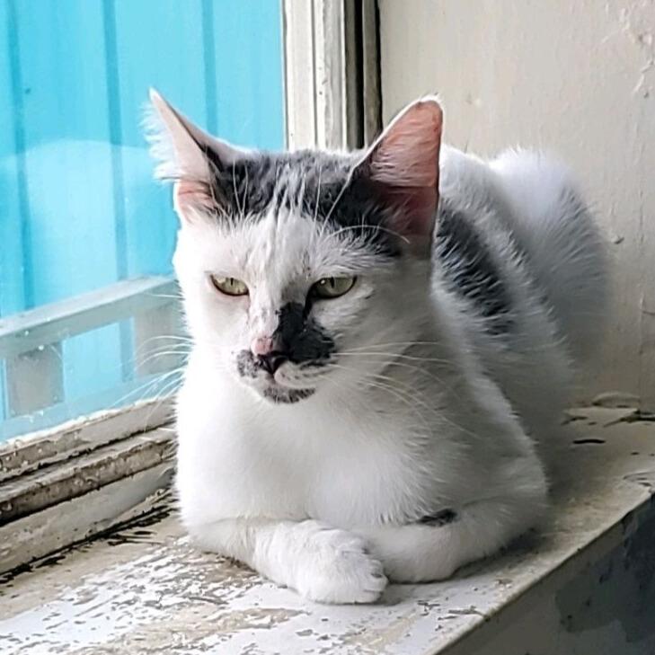 Éclair @ Fat Cat Books, Adoptable, Adult Female Domestic Short Hair.