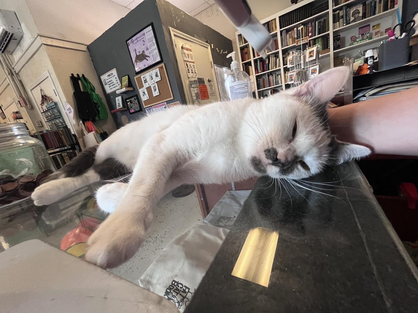 Enlarge Éclair @ Fat Cat Books, an adopted Domestic Short Hair in Tallahassee, FL image 5/6