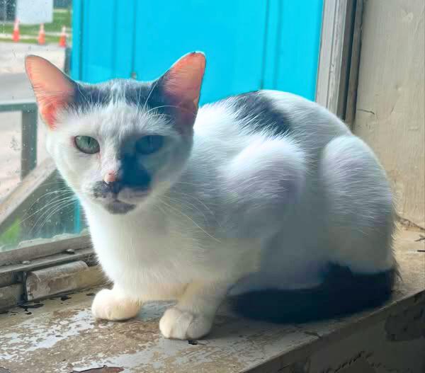 Éclair @ Fat Cat Books, a Adoptable Domestic Short Hair in Tallahassee, FL image 2/2