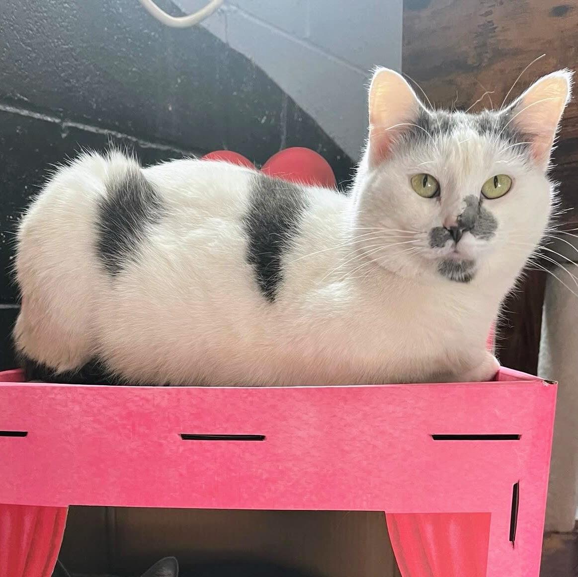 Enlarge Éclair @ Fat Cat Books, an adopted Domestic Short Hair in Tallahassee, FL image 1/6