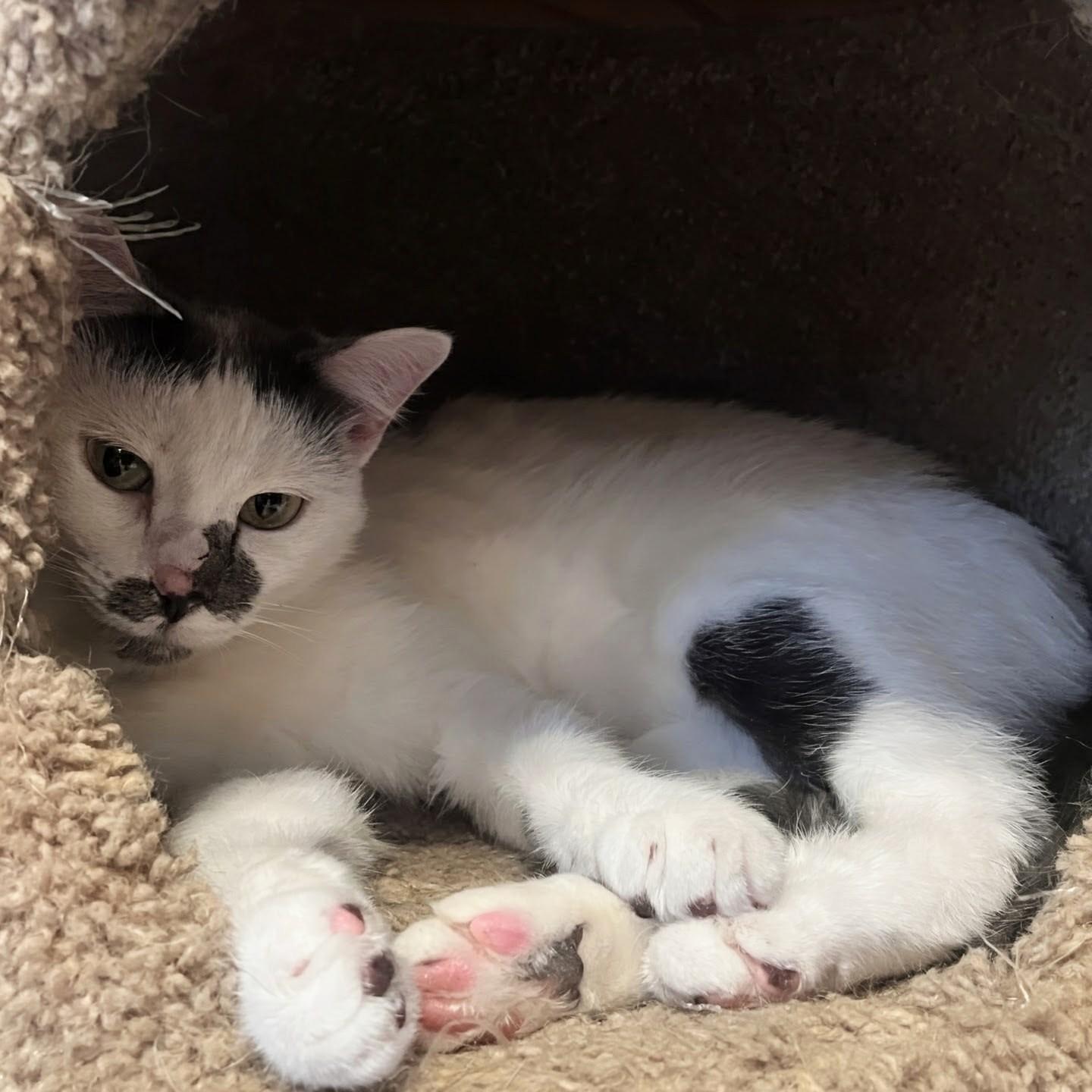 Enlarge Éclair @ Fat Cat Books, an adopted Domestic Short Hair in Tallahassee, FL image 3/6