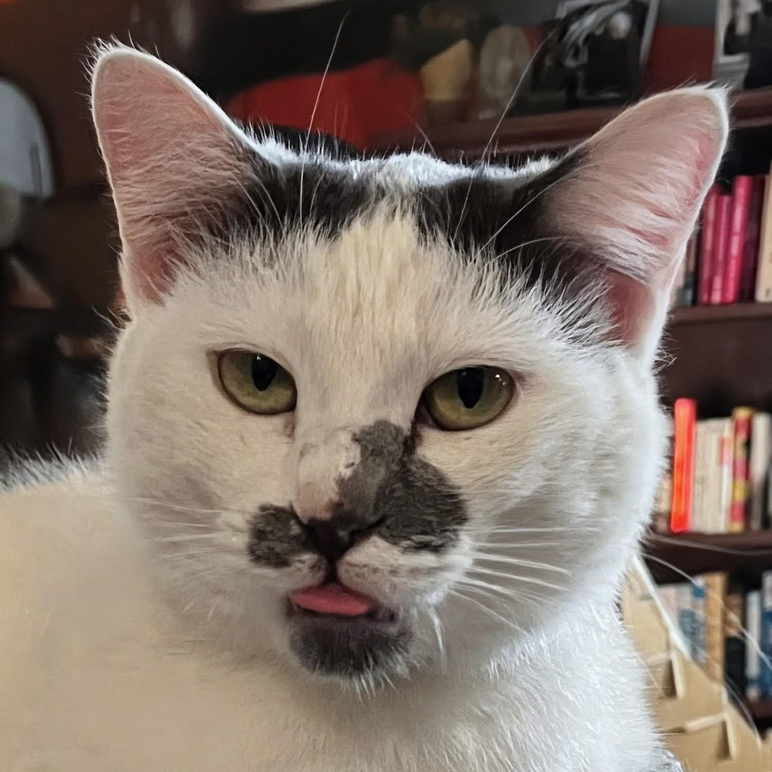 Enlarge Éclair @ Fat Cat Books, an adopted Domestic Short Hair in Tallahassee, FL image 2/6