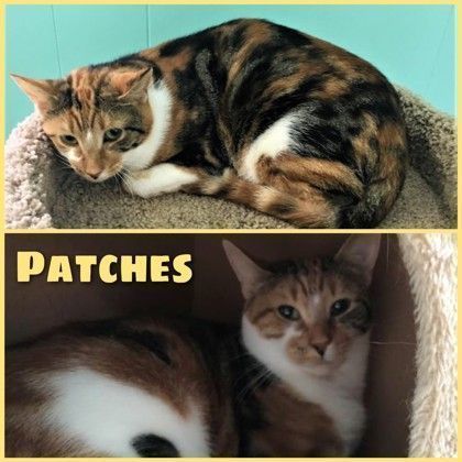 Patches, a Adoptable Domestic Short Hair in Fairfax, VA image 1/2