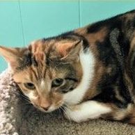 Patches, a Adoptable Domestic Short Hair in Fairfax, VA image 2/2