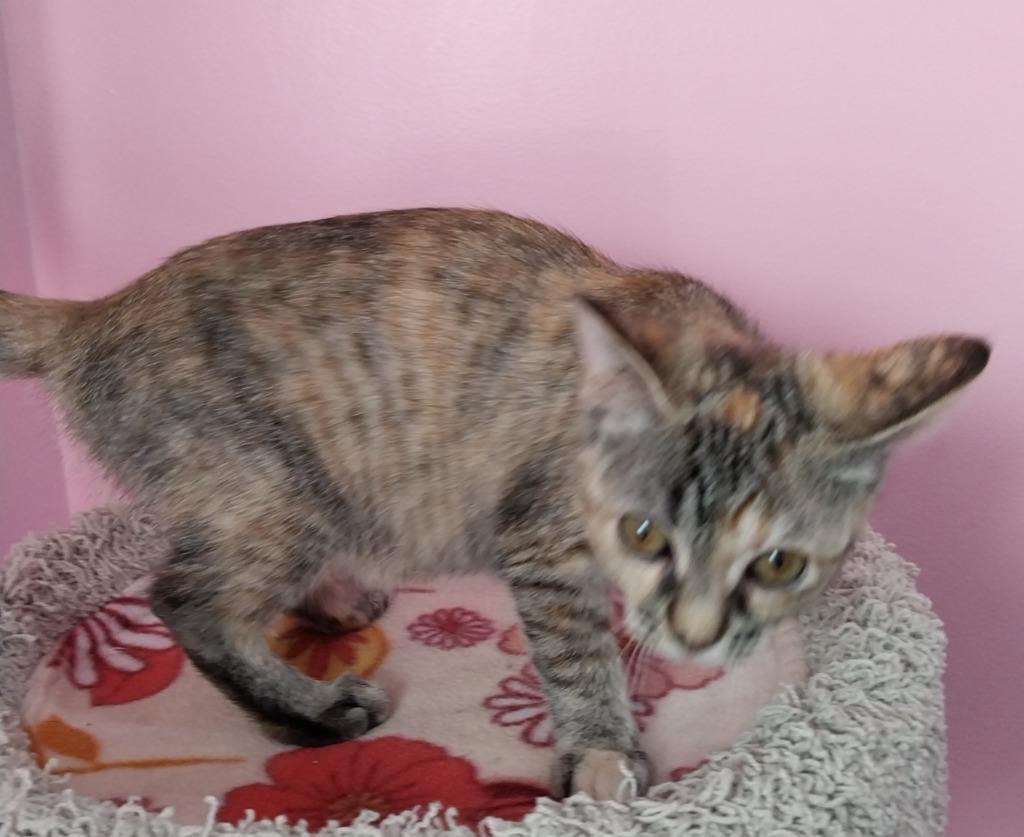 Crimson Blaze *IN FOSTER* — thumbnail 2