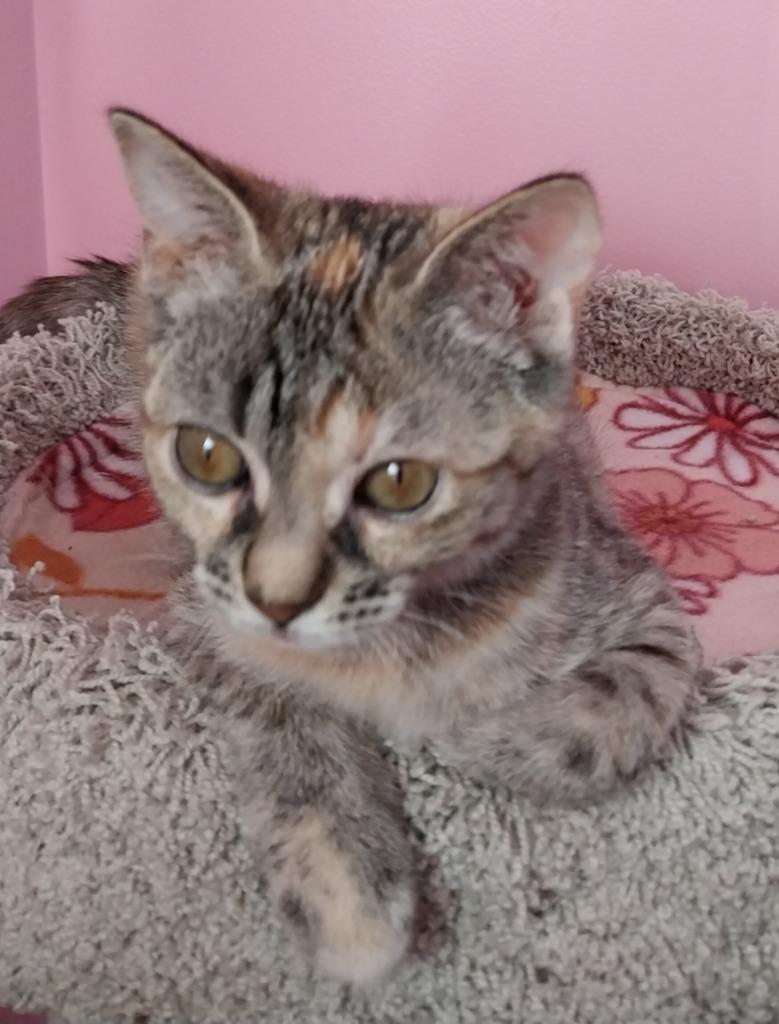 Crimson Blaze *IN FOSTER* — thumbnail 3