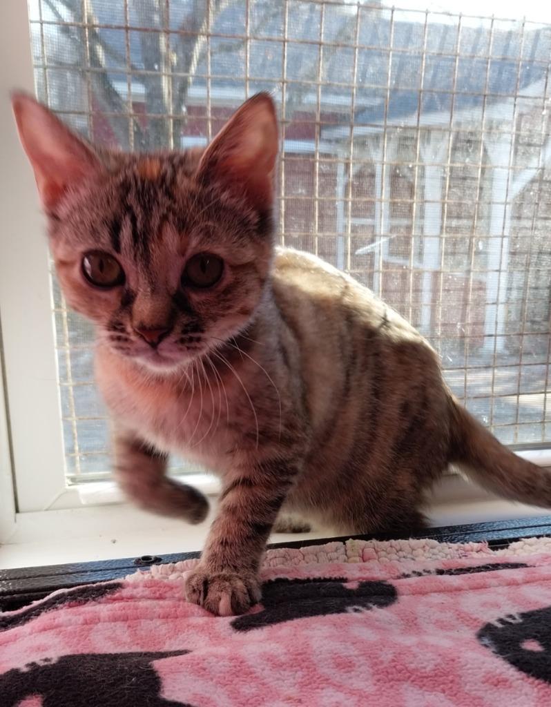 Crimson Blaze *IN FOSTER* — thumbnail 4