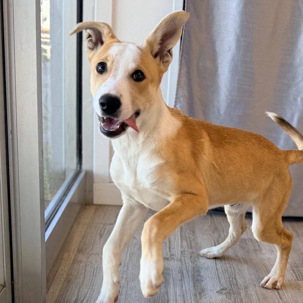 Enzo, Adoptable, Puppy Male Catahoula Leopard Dog & Mixed Breed.