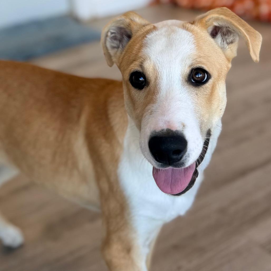 Enlarge Enzo, a Adoptable mixed breed in Green Bay, WI image 2/6