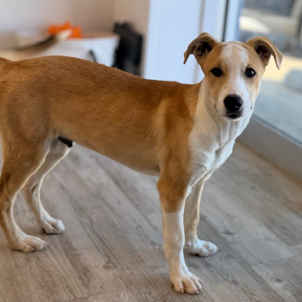 Enlarge Enzo, a Adoptable mixed breed in Green Bay, WI image 3/6
