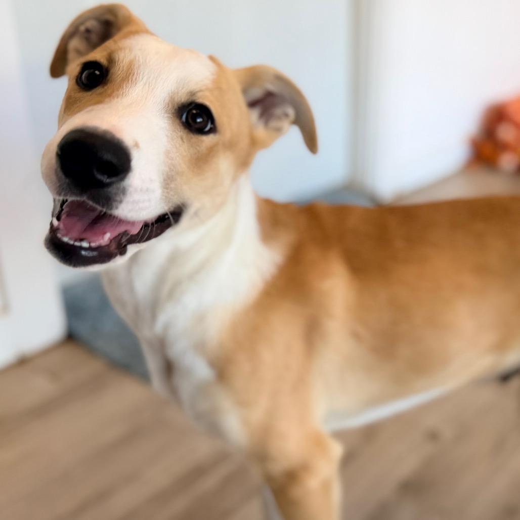 Enlarge Enzo, a Adoptable mixed breed in Green Bay, WI image 4/6