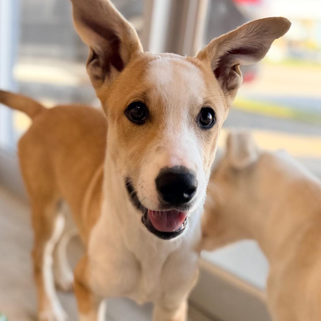 Enlarge Enzo, a Adoptable mixed breed in Green Bay, WI image 5/6