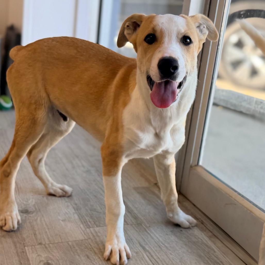 Enlarge Enzo, a Adoptable mixed breed in Green Bay, WI image 6/6