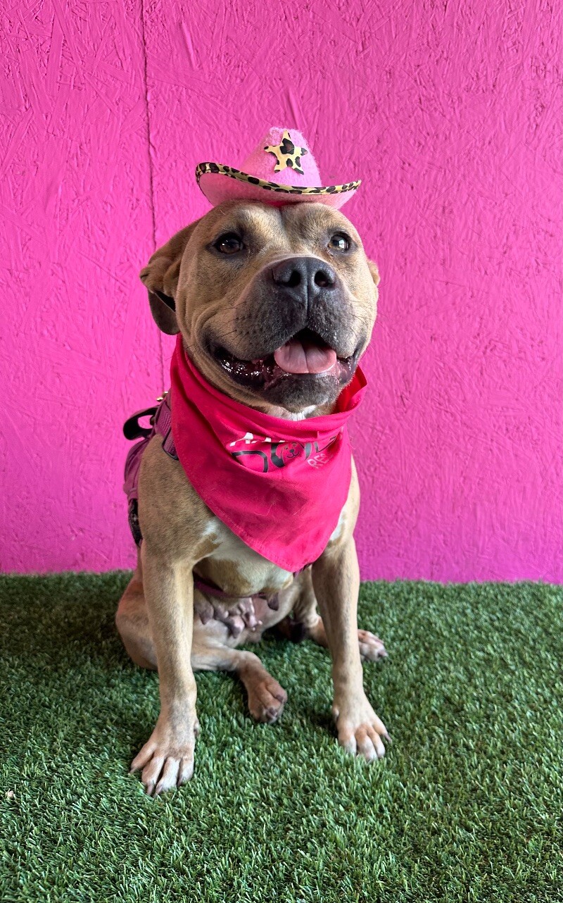 Dog for adoption Izzy, a Pit Bull Terrier Mix in Aliso Viejo, CA