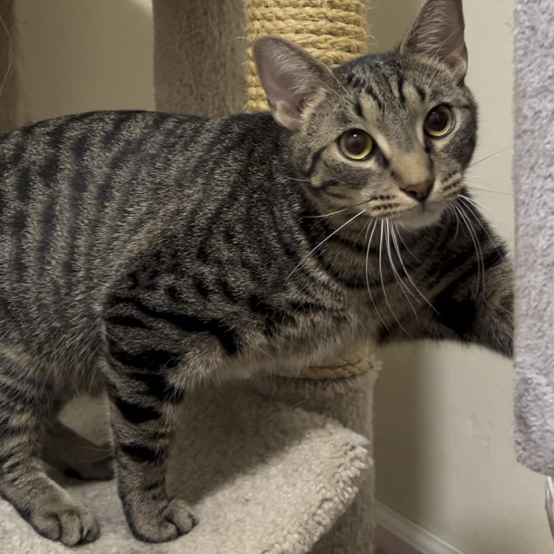 Colin & Glenn, ADOPTABLE, Young Male Domestic Short Hair.