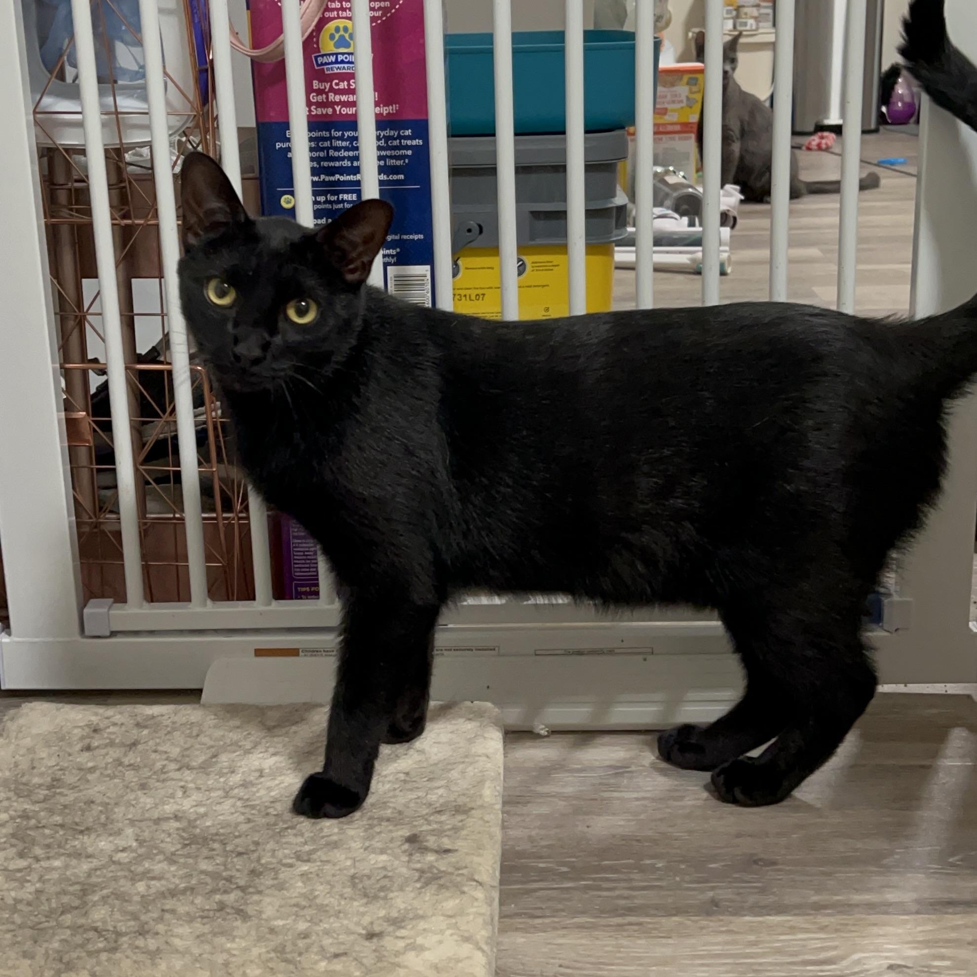 Enlarge Colin & Glenn, a ADOPTABLE Domestic Short Hair in Royal Oak, MI image 4/6