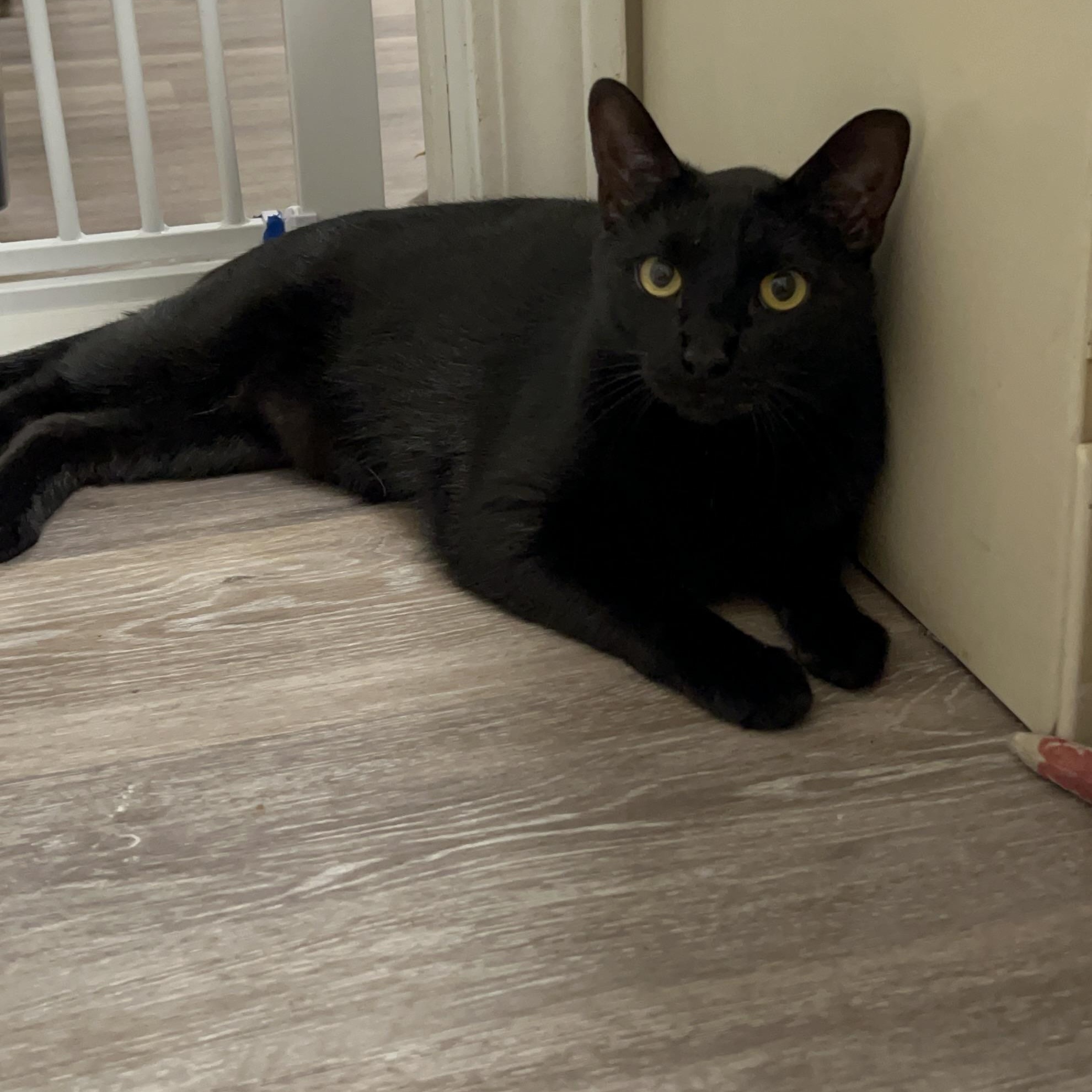 Enlarge Colin & Glenn, a ADOPTABLE Domestic Short Hair in Royal Oak, MI image 6/6