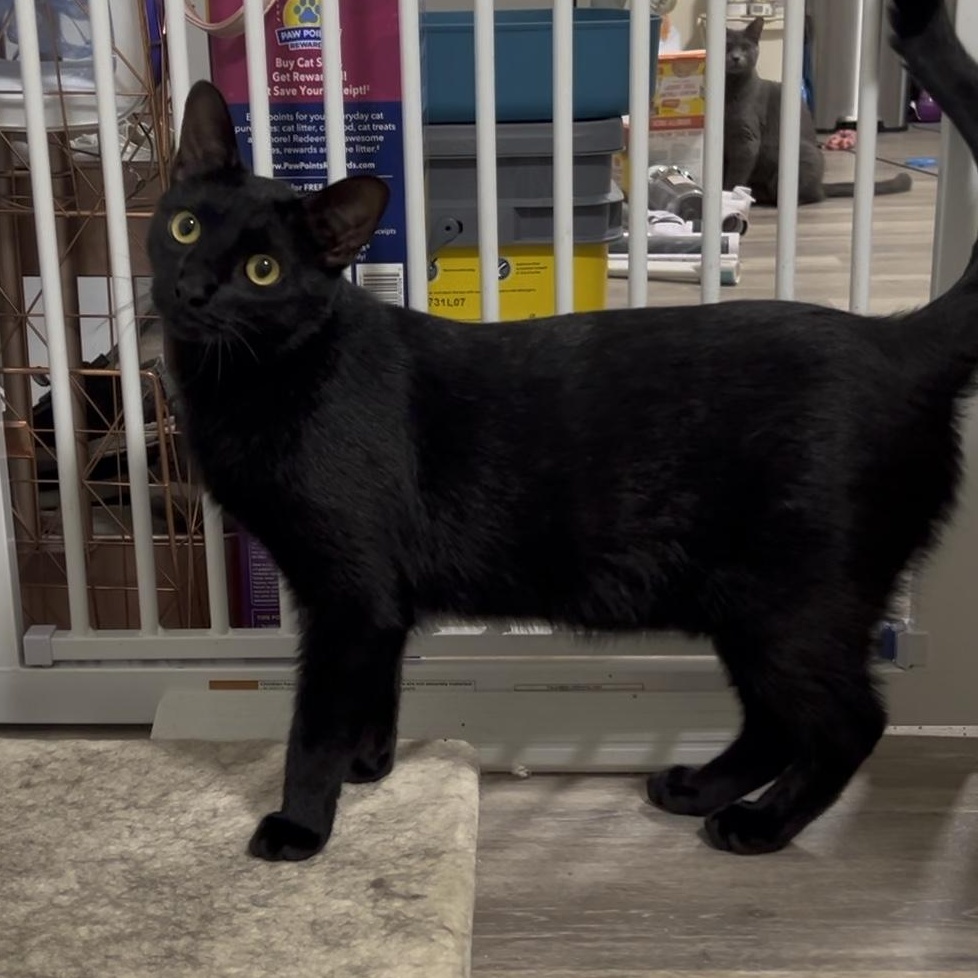 Enlarge Colin & Glenn, a ADOPTABLE Domestic Short Hair in Royal Oak, MI image 5/6