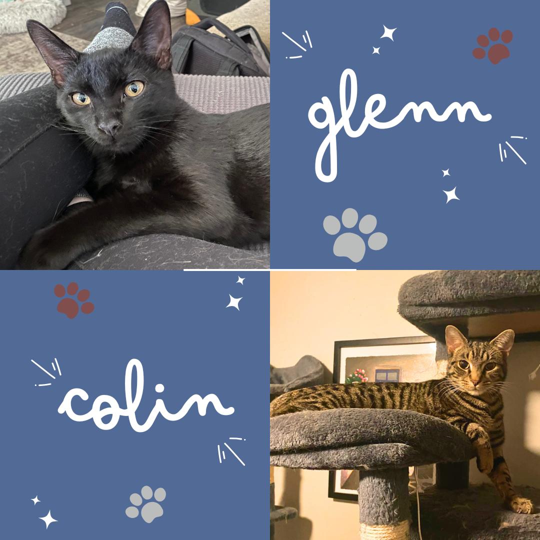 Enlarge Colin & Glenn, a ADOPTABLE Domestic Short Hair in Royal Oak, MI image 1/6